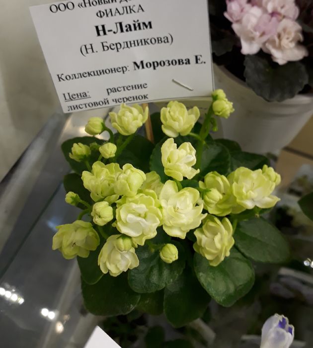 Лайм.jpg