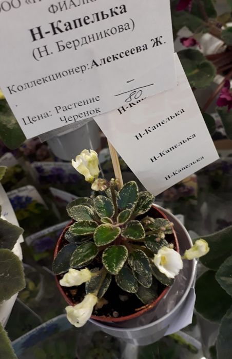Капелька.jpg