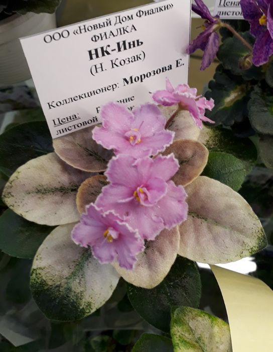 Инь.jpg