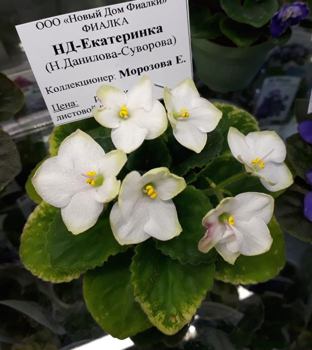 Екатеринка.jpg