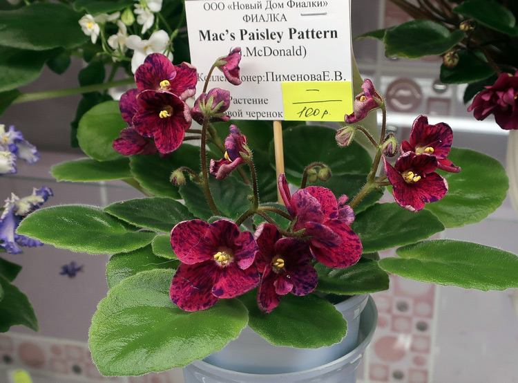 Mac's-Paisley-Pattern.jpg