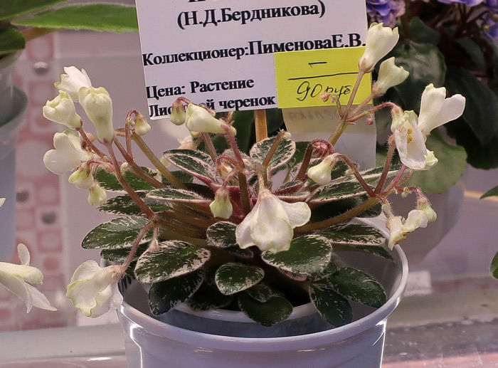 Н-Капелька.jpg