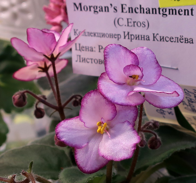 Morgan's-Enchantgment.jpg
