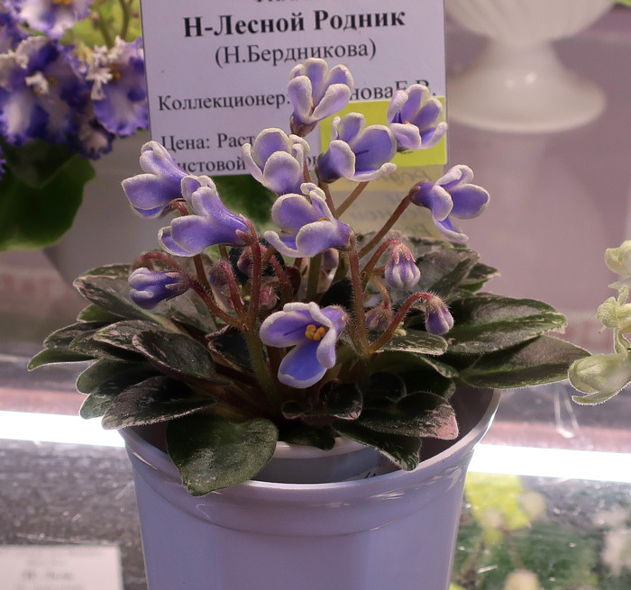 Н-Лесной-Родник.jpg