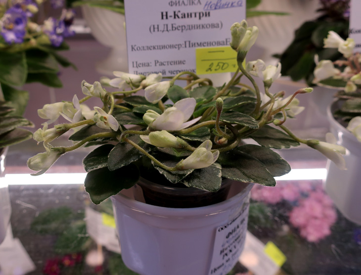 Н-Кантри.jpg
