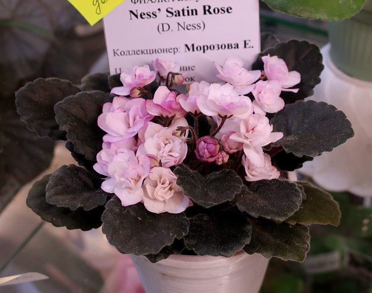 Ness'-Satin-Rose.jpg