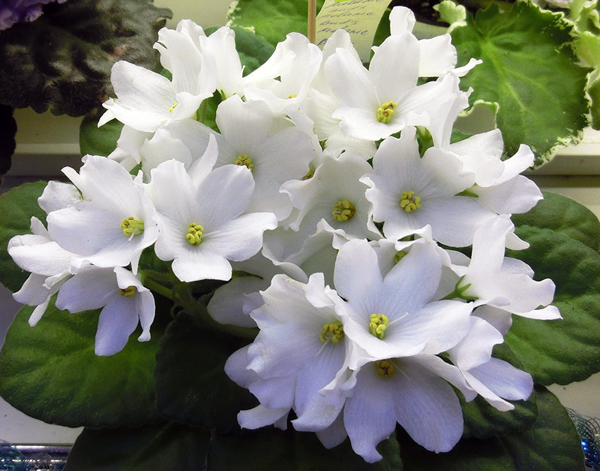 Bud's-Melanie-Морозова.jpg