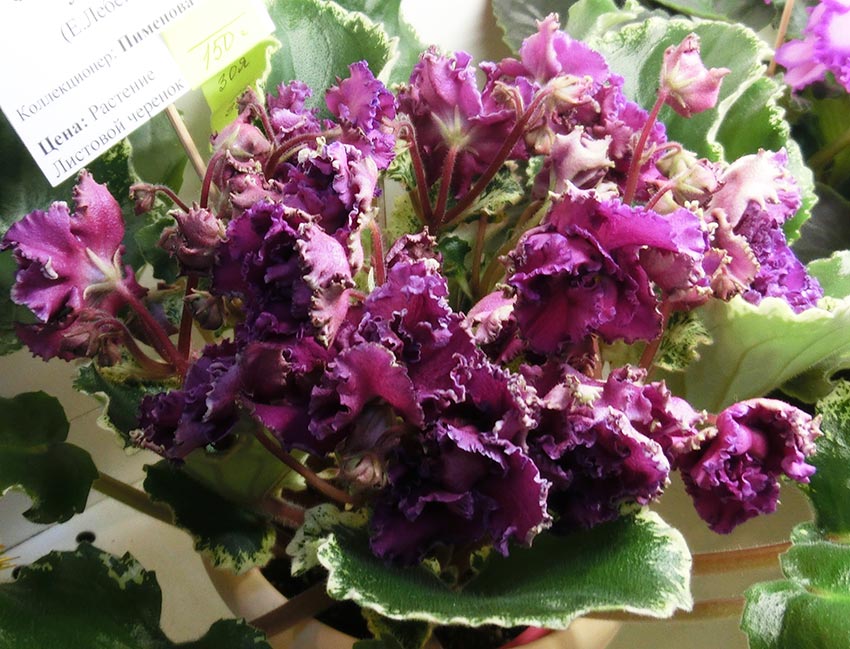ЛЕ-Зоя-Пименова.jpg