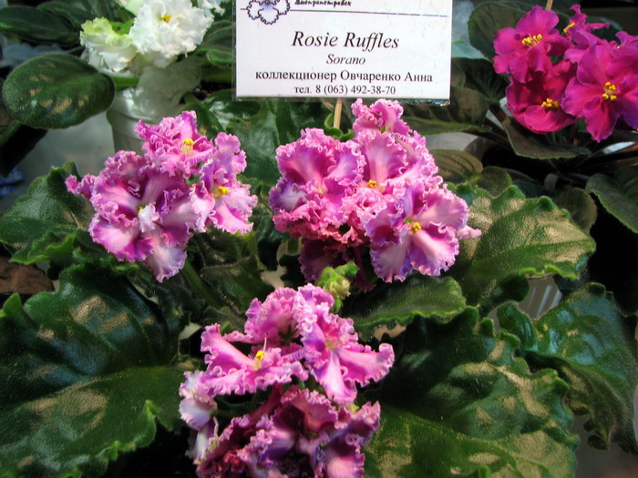 Rsy Ruffles.jpg