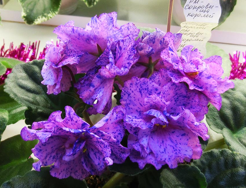 РМ-Сокровища-Королей-Кочеткова.jpg
