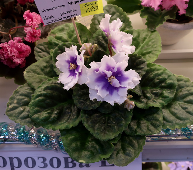 ПТ-Лариса-(Морозова).jpg