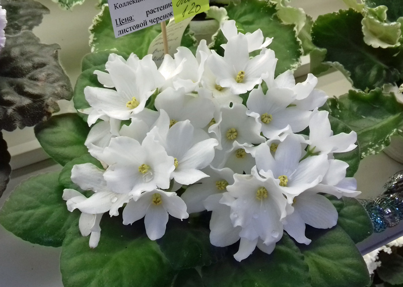 Bud's-Melanie-Морозова.jpg