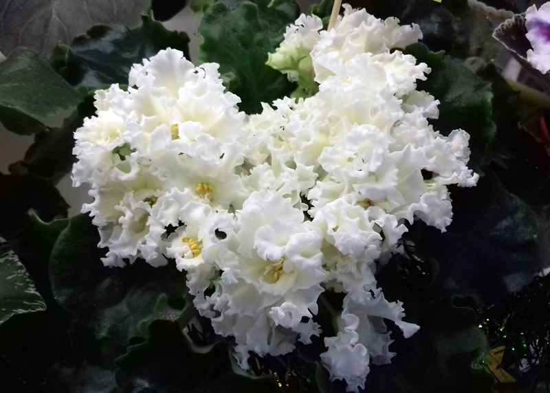 Tropical-Sunshine-Конышева.jpg