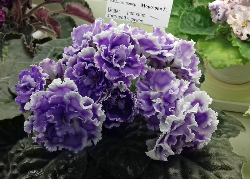 НК-Лилон-Лила-Морозова.jpg