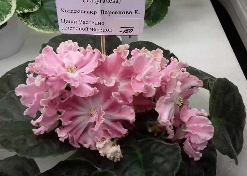 ПТ-Лукреция-Варсанова.jpg