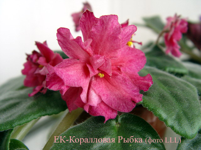 ЕК-Коралловая Рыбка.jpg
