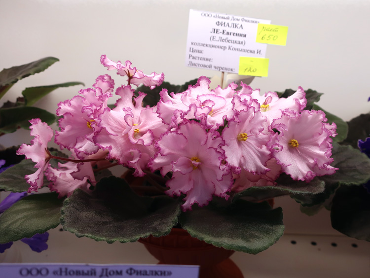 ЛЕ-Евгения-(Конышева).jpg