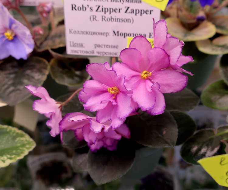 Rob's-Zipper-Zapper(Морозов).jpg