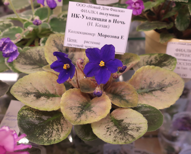 НК-Уходящая-в-Ночь(Морозова).jpg