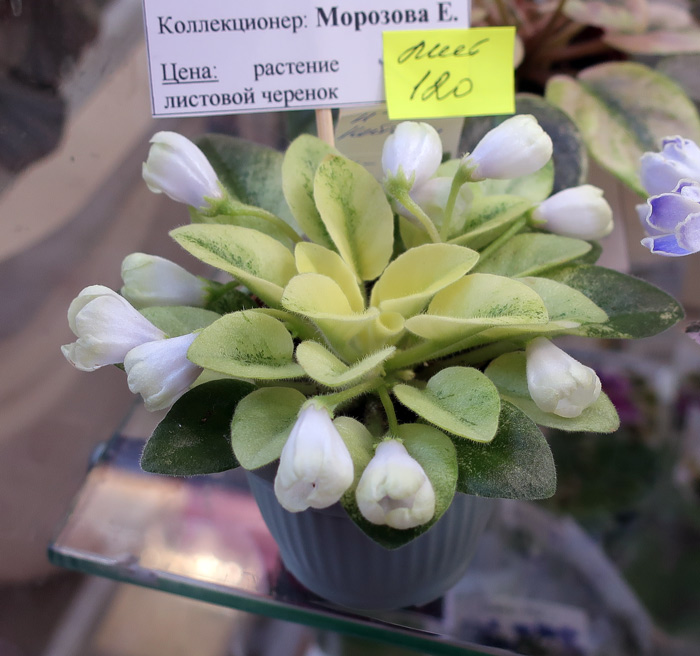 Н-Нейтири-(Морозова).jpg