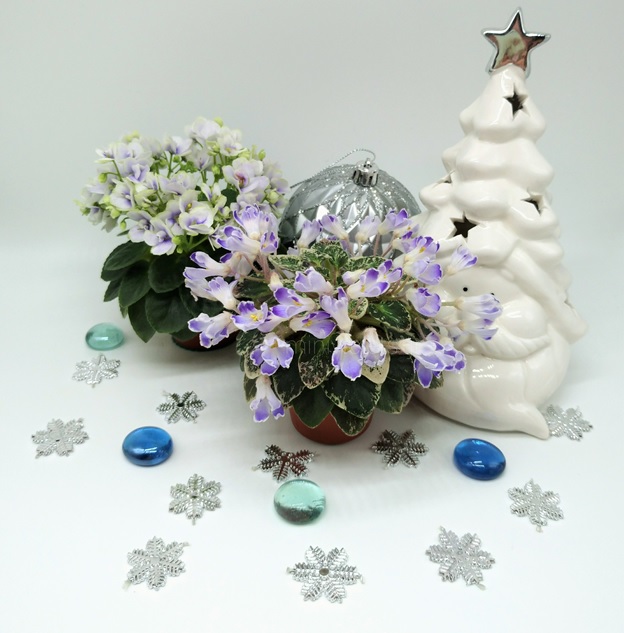 Jolly Orchid и Н-Ночная Роса.jpg