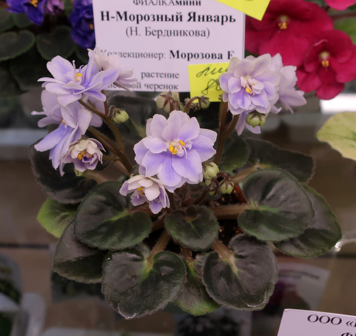 Н-Морозовый-Январь-(Морозов.jpg