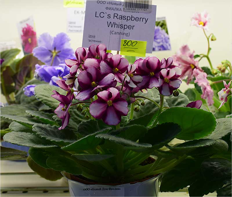 LC's-Raspberry-Whisper.jpg