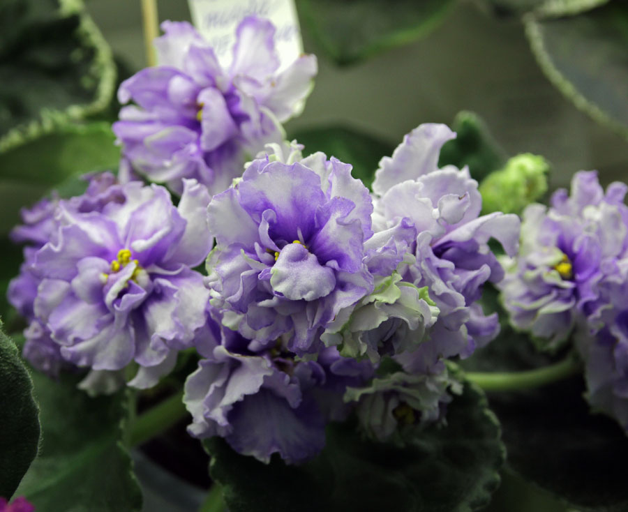ЛЕ-Кристина,