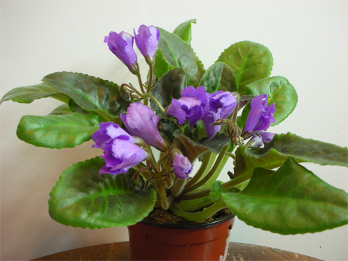 Senk's Big Bells (Senk)