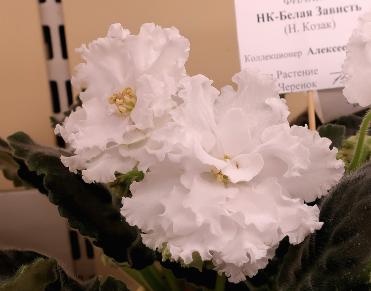 НК-Белая-Зависть-(Алексеева.jpg