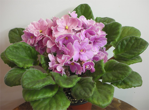 Pink Amiss (Eyerdom)