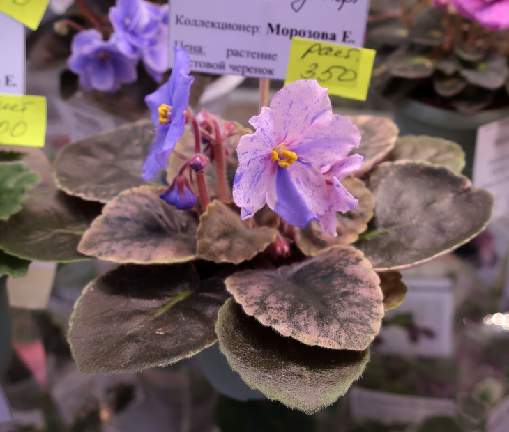 НК-Confetty-спорт-(Морозова.jpg