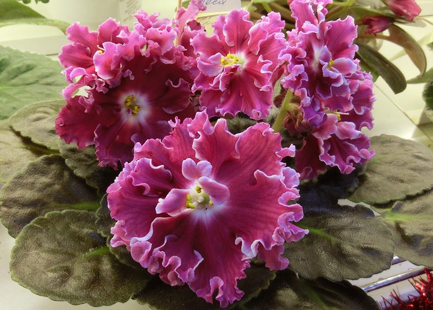 ПТ-Леся-Морозова.jpg