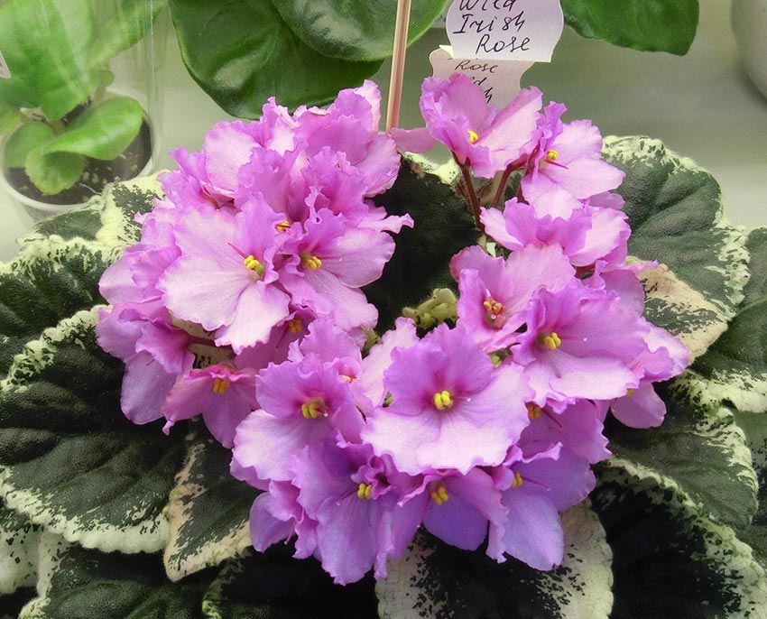 Wild-Ihish-Rose СПОРТ Кочеткова.jpg