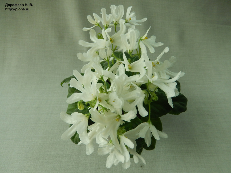 Lunar Lily White