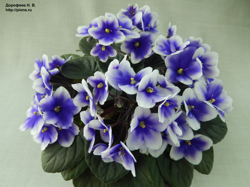 Optimara myJoy