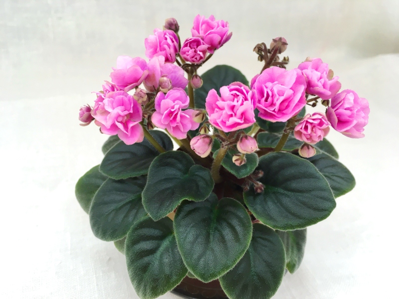 Rosy Cheeks   (LLG/P.Sorano)