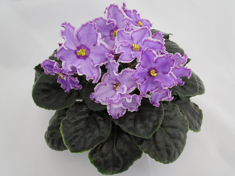 ЛЕ-Кольца Сатурна.jpg