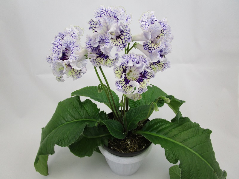 DS-Северное Солнце.jpg