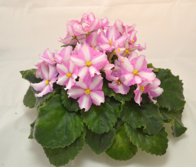 DS-Moonflower	Dimetris