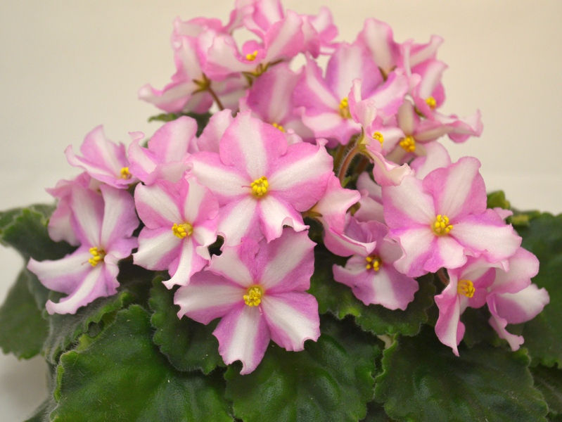 DS-Moonflower(	Dimetris)