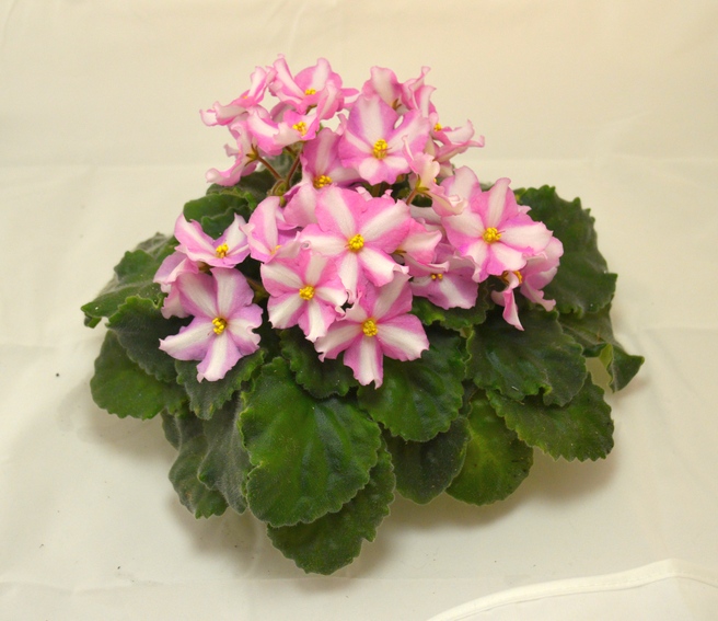 DS-Moonflower(	Dimetris)