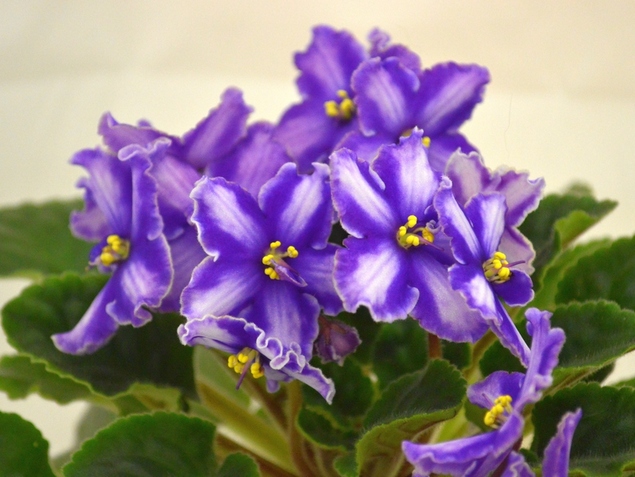 Blue Haven (P. Sorano/Lyndon Lyon Greenhouses)  спорт