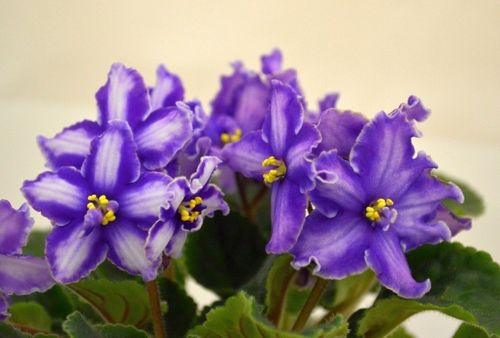 Blue Haven (P. Sorano/Lyndon Lyon Greenhouses)  спорт