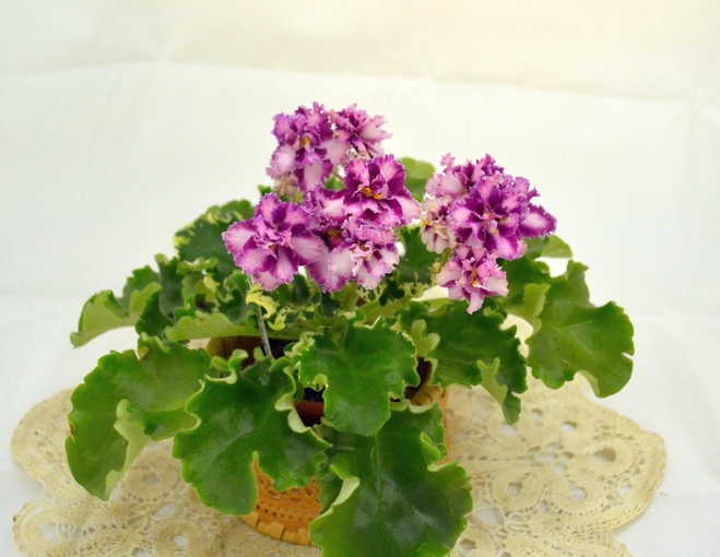 Mac's Crystal Cupid (G. McDonald)