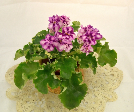 Mac's Crystal Cupid (G. McDonald)