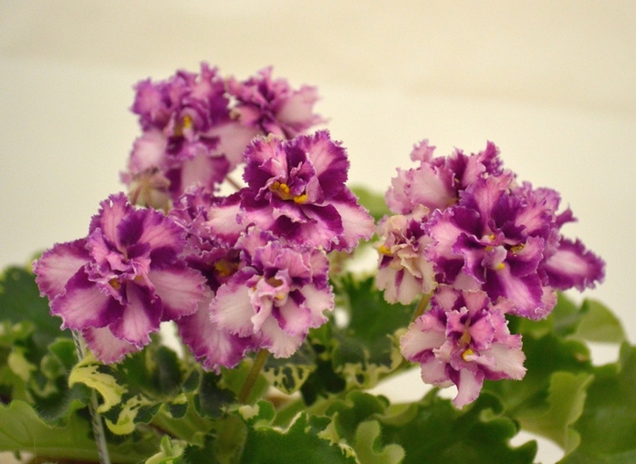 Mac's Crystal Cupid (G. McDonald)