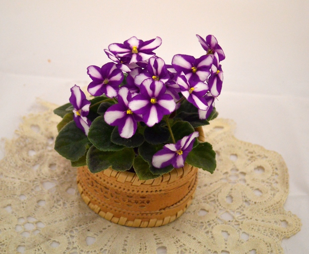 Sister Sylvia	(Wagman)