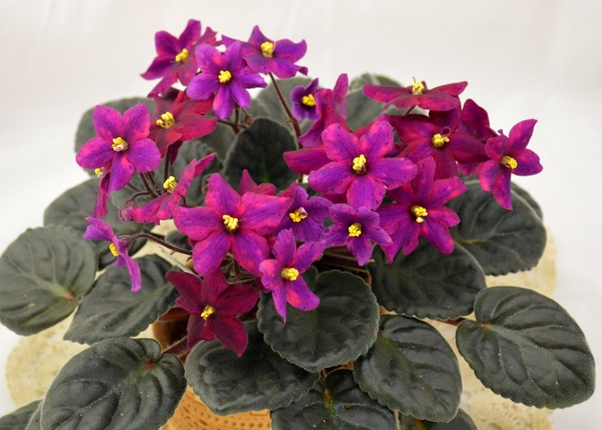 Ma's Fleur de Lis (O.Robinson)