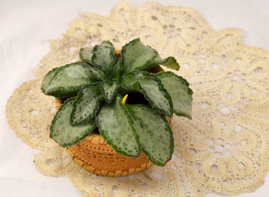 Primulina Betty